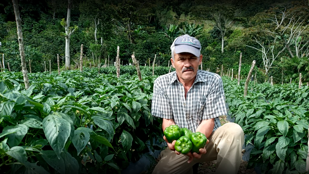 Agro-industrial & Food Production Program